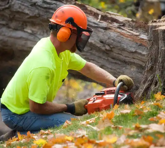 tree services Bainbridge